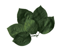 <p>1-Pearl White</p>